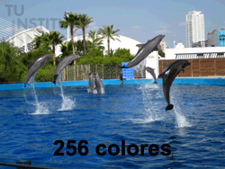 Imagen de 256 colores